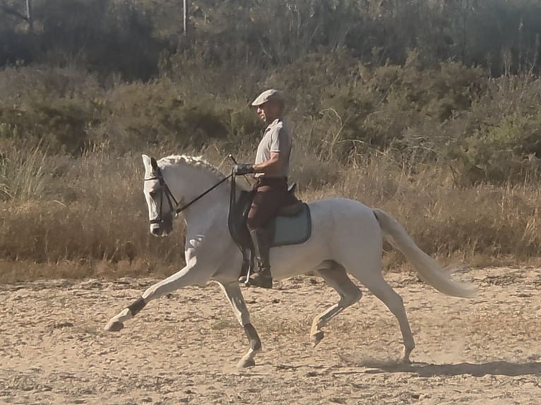 PRE Mix Ruin 14 Jaar 159 cm Schimmel in Coin