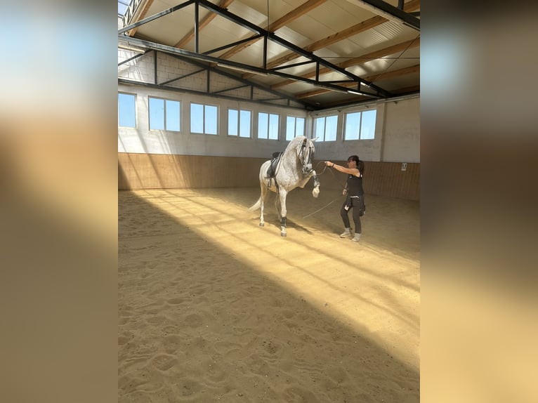 PRE Ruin 14 Jaar Schimmel in Dugo Selo