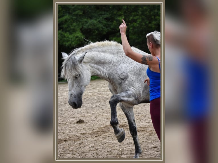 PRE Ruin 15 Jaar 156 cm Appelschimmel in Tönisvorst
