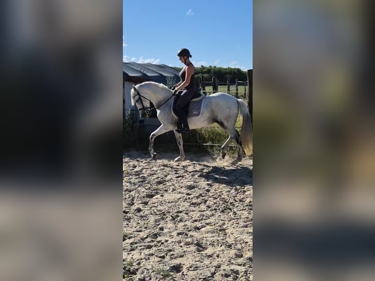 PRE Ruin 15 Jaar 156 cm Blauwschimmel in Duisburg