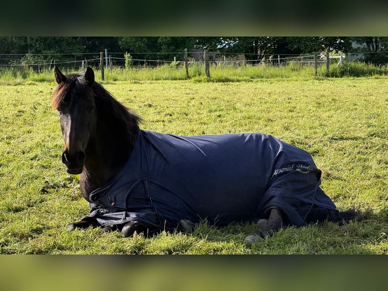 PRE Ruin 15 Jaar 157 cm Bruin in Wuppertal