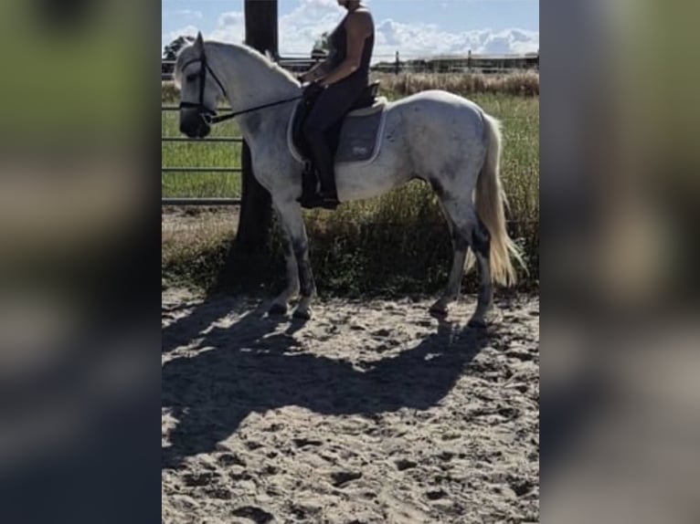 PRE Mix Ruin 15 Jaar 158 cm Schimmel in Krefeld