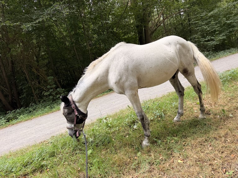 PRE Mix Ruin 15 Jaar 158 cm Schimmel in Krefeld
