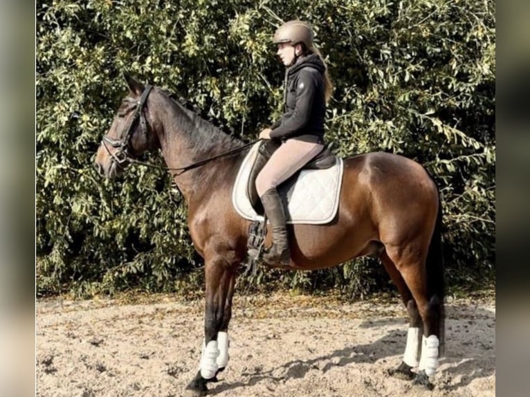 PRE Ruin 15 Jaar 162 cm Bruin in Barneveld