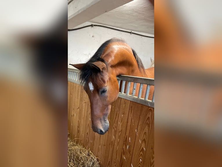 PRE Ruin 15 Jaar 164 cm Donkerbruin in Steinhagen