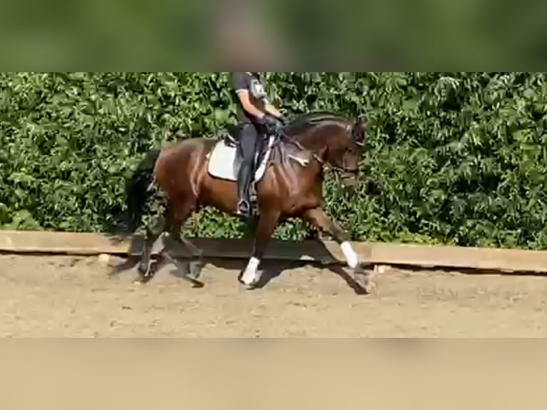 PRE Ruin 15 Jaar 165 cm Bruin in Hellevoetsluis