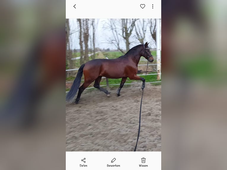 PRE Ruin 15 Jaar 165 cm Bruin in Hellevoetsluis