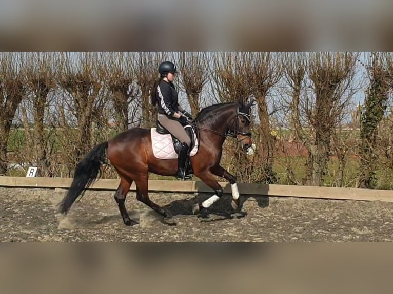 PRE Ruin 15 Jaar 165 cm Bruin in Hellevoetsluis