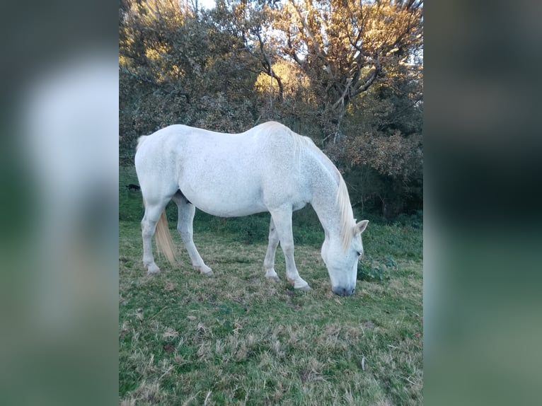 PRE Ruin 15 Jaar 168 cm Vliegenschimmel in Castet
