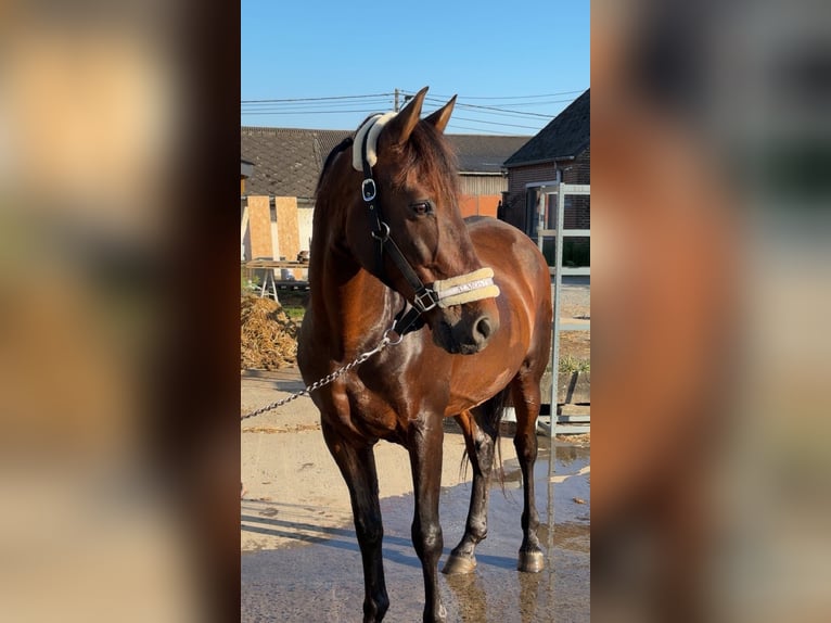 PRE Mix Ruin 16 Jaar 155 cm Bruin in Beloeil