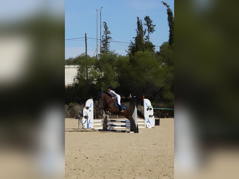 PRE Mix Ruin 16 Jaar 160 cm Bruin in Montebello