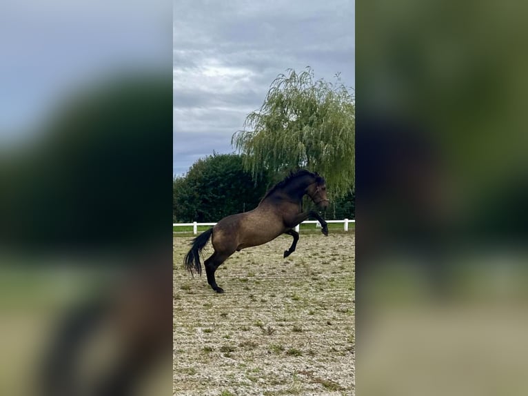 PRE Ruin 16 Jaar 160 cm Falbe in Scharndorf
