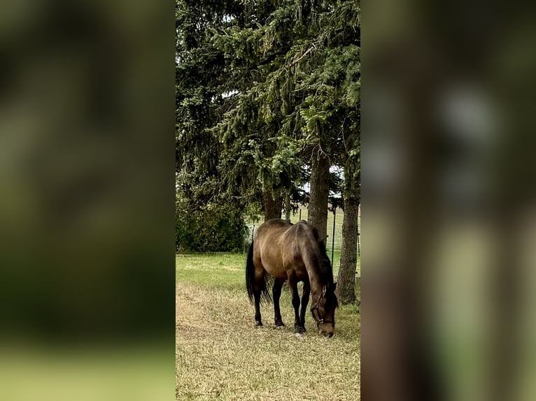 PRE Ruin 16 Jaar 160 cm Falbe in Scharndorf