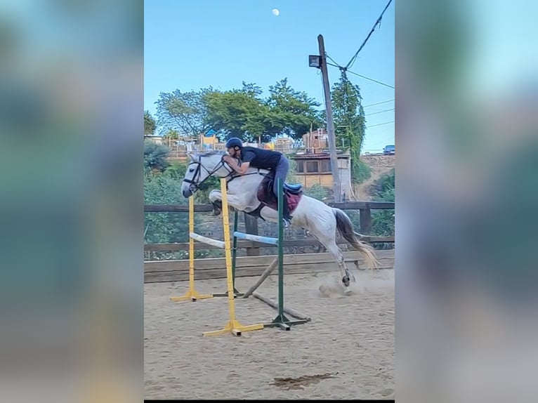 PRE Ruin 16 Jaar 160 cm Schimmel in Sant Climent De Llobregat