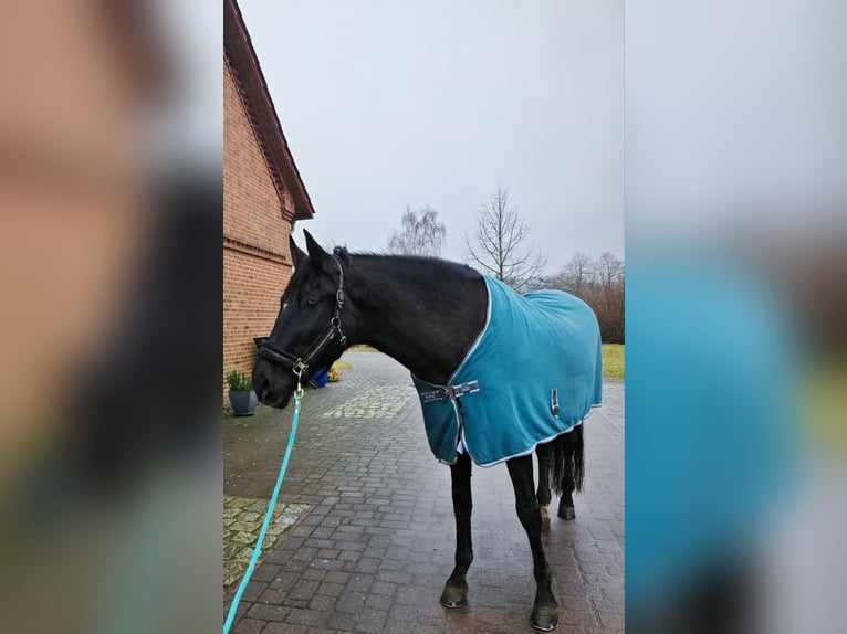 PRE Ruin 16 Jaar 163 cm Zwart in Raben Steinfeld