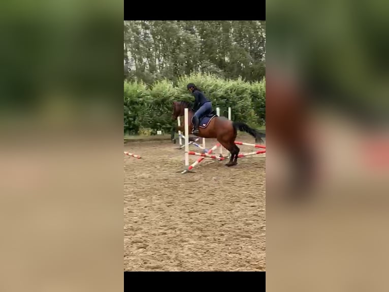 PRE Ruin 16 Jaar 165 cm Bruin in Hellevoetsluis