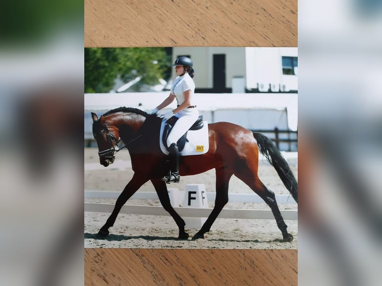 PRE Ruin 16 Jaar 165 cm Bruin in Hellevoetsluis