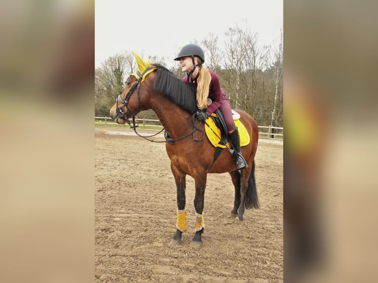 PRE Ruin 17 Jaar 153 cm Bruin in Rijmenam