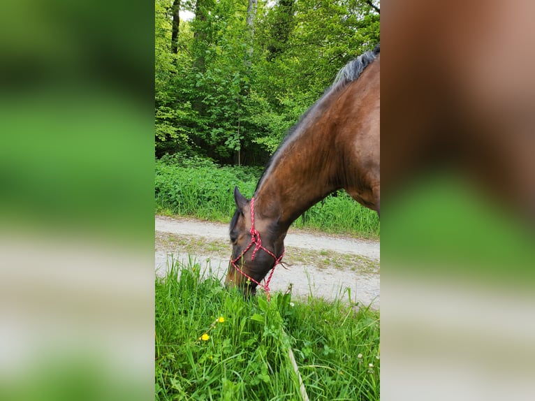 PRE Mix Ruin 17 Jaar 155 cm Donkerbruin in Stein am Rhein