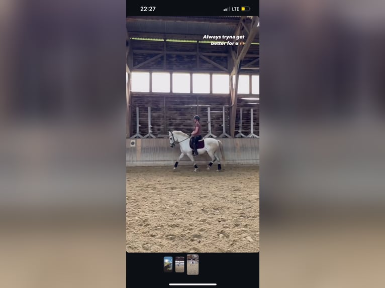 PRE Ruin 17 Jaar 155 cm Schimmel in Regen