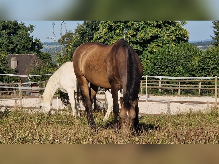 PRE Mix Ruin 17 Jaar 159 cm Falbe in Hermrigen