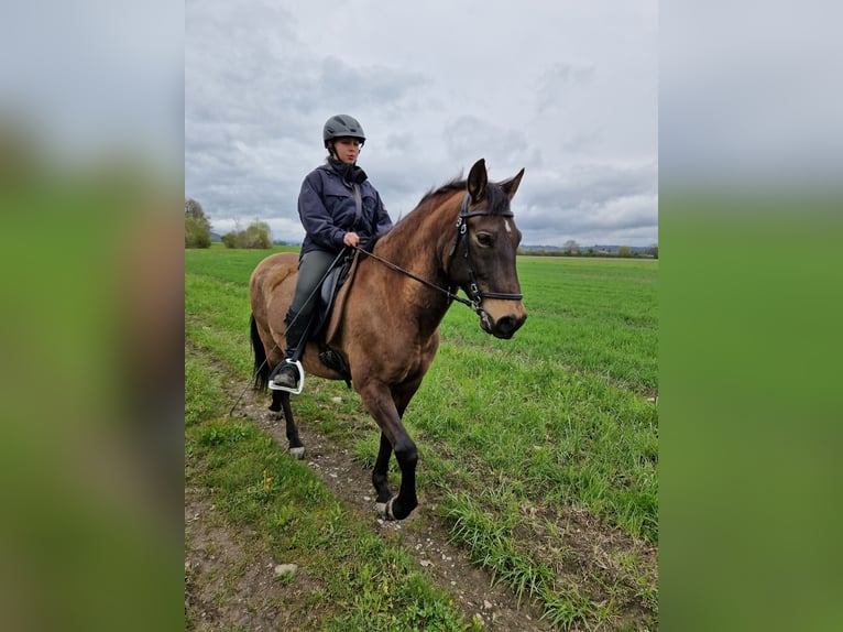 PRE Mix Ruin 17 Jaar 159 cm Falbe in Hermrigen