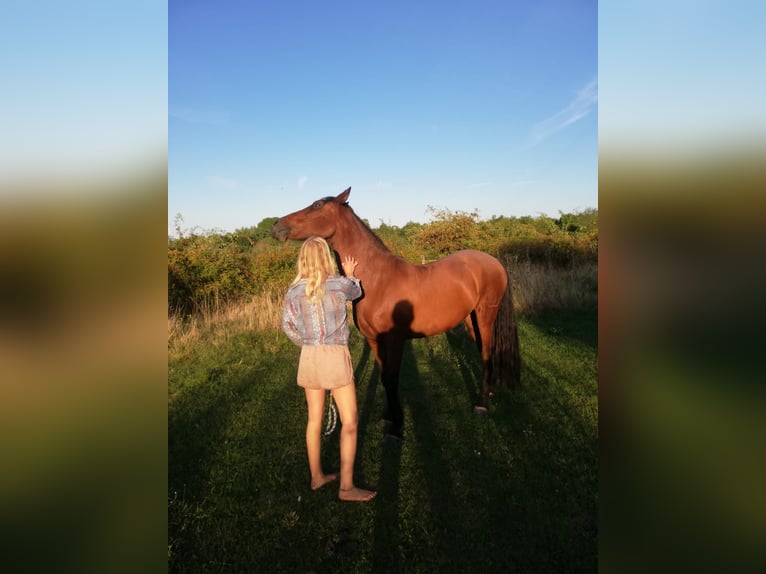 PRE Mix Ruin 17 Jaar 163 cm Donkere-vos in Gro&#xDF;obringen