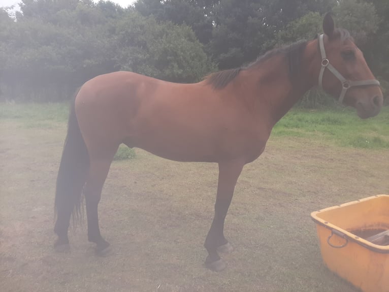 PRE Mix Ruin 17 Jaar 163 cm Donkere-vos in Gro&#xDF;obringen