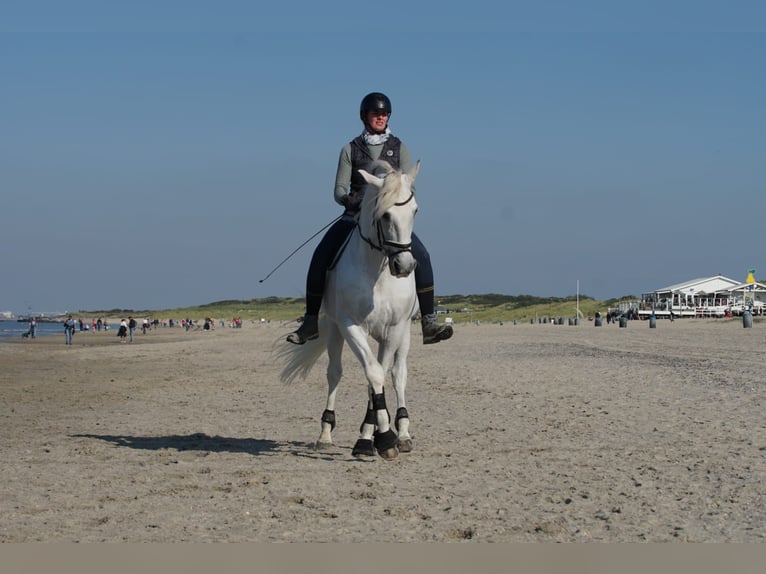 PRE Mix Ruin 17 Jaar 164 cm Schimmel in Bochum
