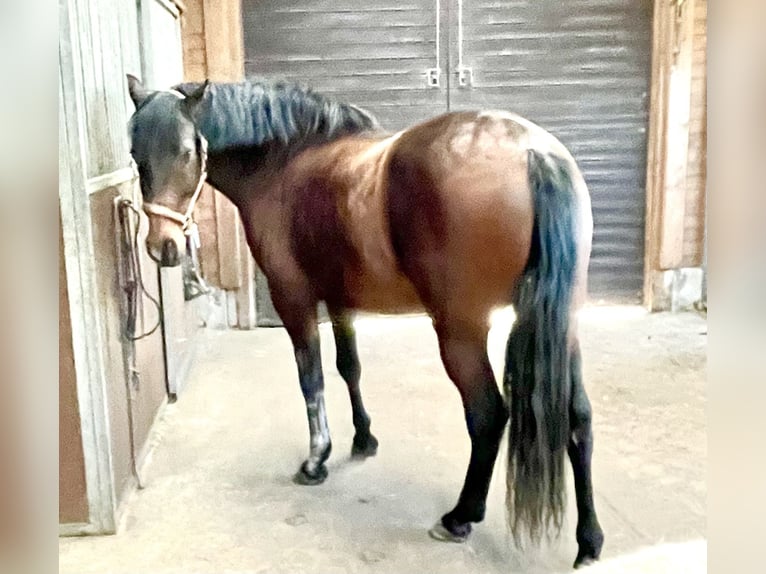 PRE Ruin 18 Jaar 160 cm Bruin in Neustadt/Vogtland