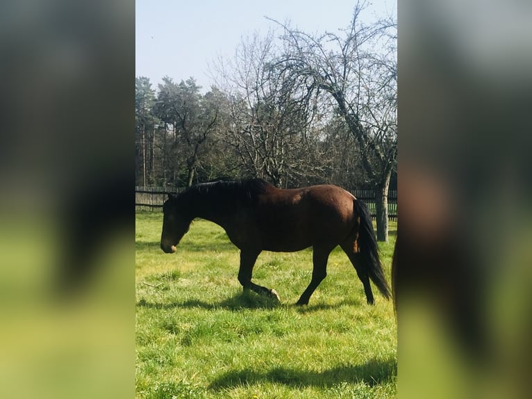 PRE Ruin 18 Jaar 160 cm Bruin in Neustadt/Vogtland