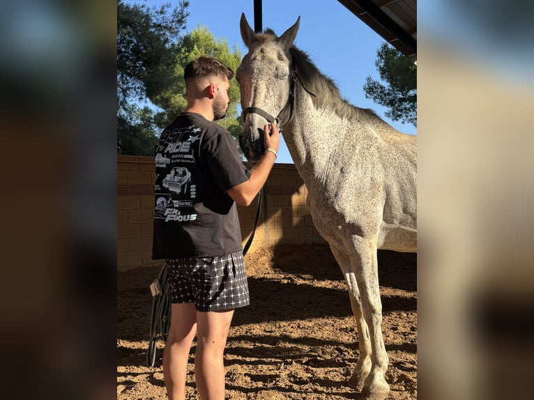 PRE Mix Ruin 18 Jaar 162 cm Vliegenschimmel in Vila-Real/Villarreal