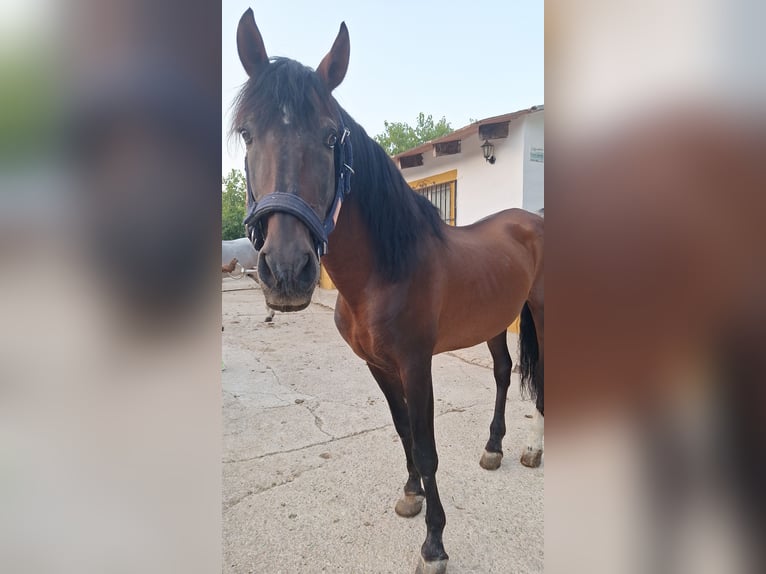 PRE Ruin 18 Jaar 163 cm Bruin in Alcoi/Alcoy