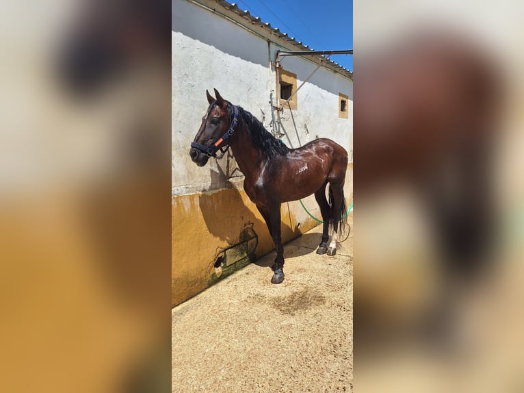 PRE Ruin 18 Jaar 163 cm Bruin in Alcoi/Alcoy