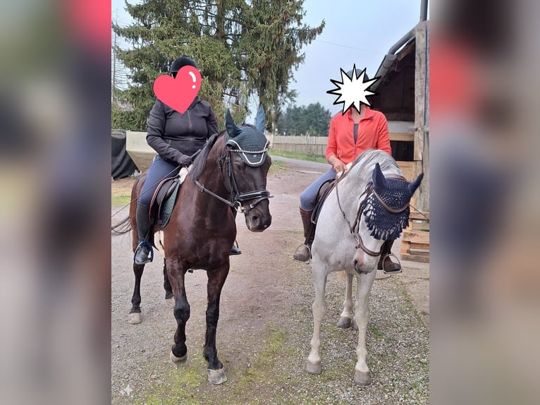 PRE Mix Ruin 18 Jaar 163 cm Schimmel in Hendschiken