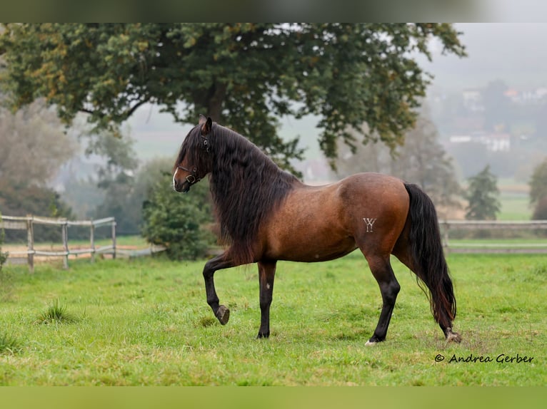 PRE Mix Ruin 18 Jaar 164 cm Bruin in Kulmerau
