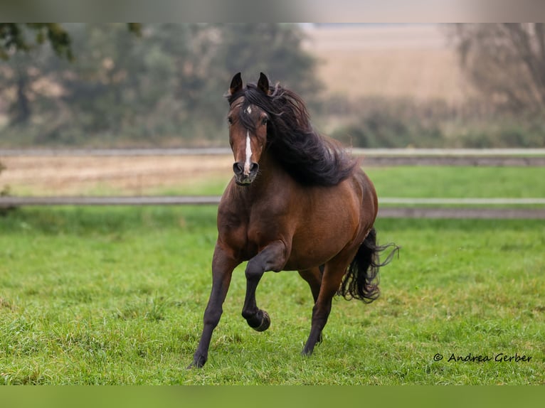 PRE Mix Ruin 19 Jaar 164 cm Bruin in Kulmerau