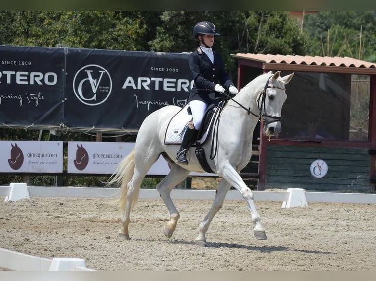 PRE Ruin 19 Jaar 165 cm Schimmel in Torrelles De Llobregat
