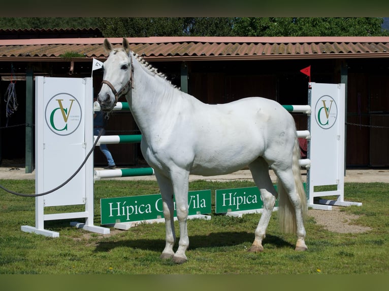PRE Ruin 19 Jaar 165 cm Schimmel in Torrelles De Llobregat