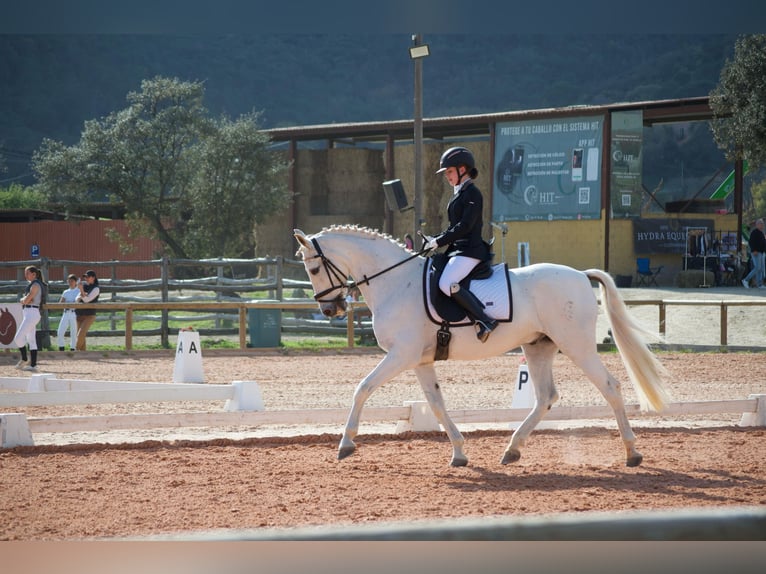 PRE Ruin 19 Jaar 165 cm Schimmel in Torrelles De Llobregat