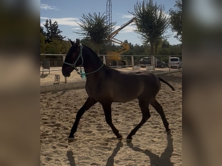 PRE Mix Ruin 1 Jaar 148 cm Bruin in Carmona