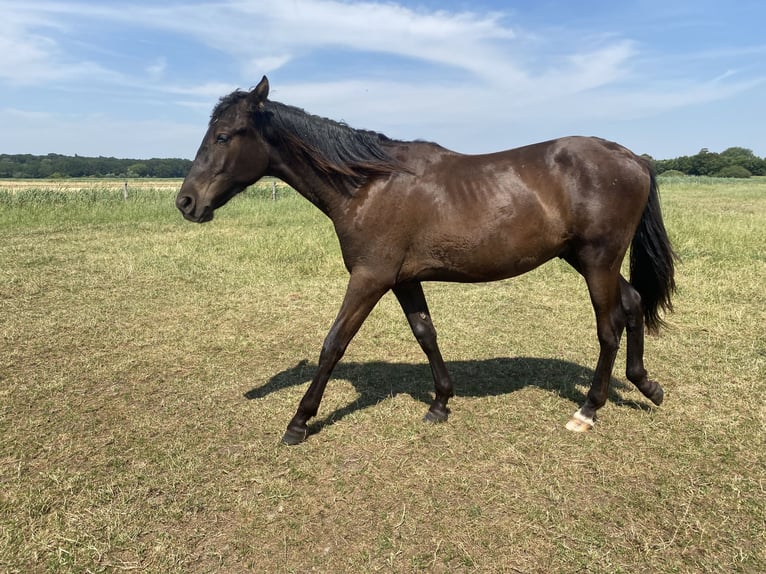 PRE Mix Ruin 1 Jaar 168 cm Zwart in Rilland