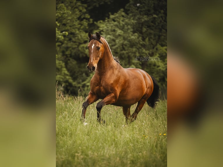 PRE Mix Ruin 20 Jaar 157 cm Bruin in Reichenbach an der Fils