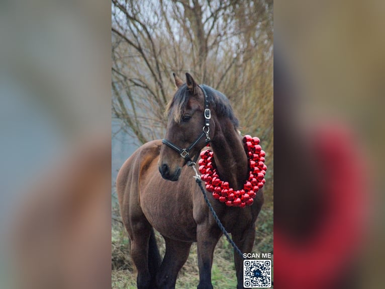 PRE Mix Ruin 20 Jaar 158 cm Bruin in Brodersdor