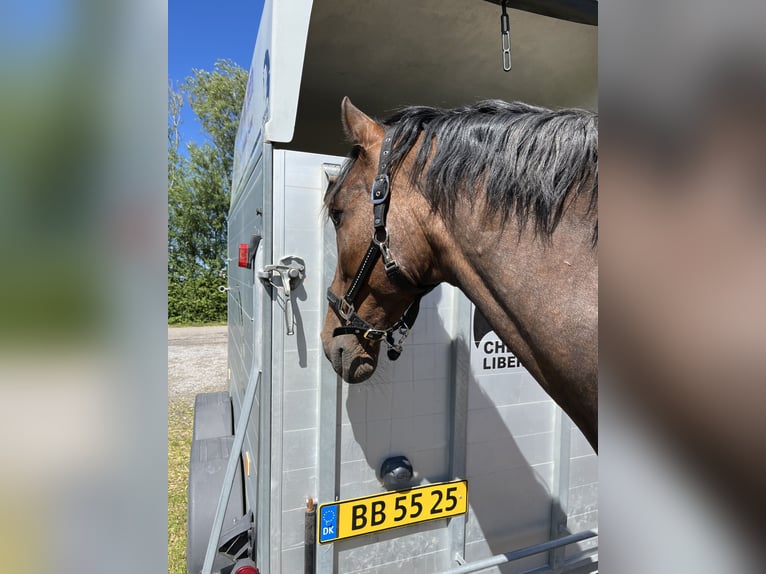 PRE Mix Ruin 20 Jaar 158 cm Bruin in Brodersdor
