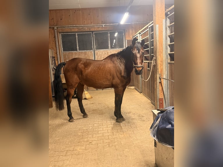 PRE Mix Ruin 20 Jaar 165 cm Bruin in Grafing