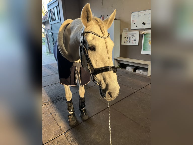 PRE Ruin 22 Jaar 160 cm Vliegenschimmel in Bielefeld