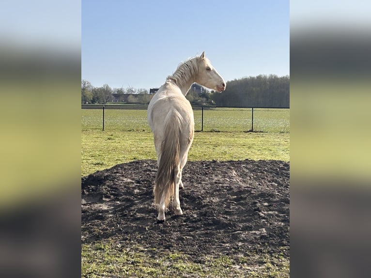 PRE Mix Ruin 2 Jaar 144 cm Palomino in Zevenbergen