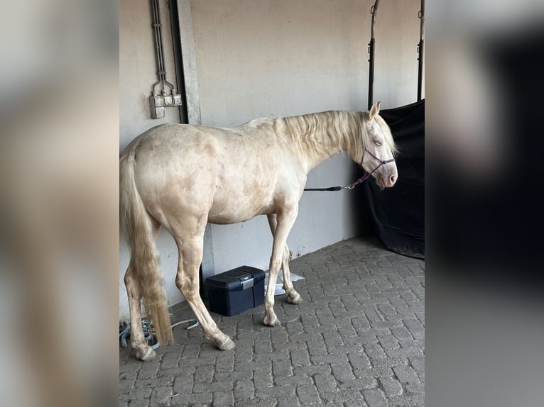 PRE Mix Ruin 2 Jaar 144 cm Palomino in Zevenbergen