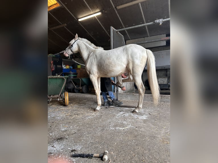 PRE Mix Ruin 2 Jaar 144 cm Palomino in Zevenbergen